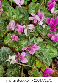 Pink And White Cyclamen Flower