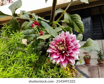 Pink And White Dalia Flower On The Plant