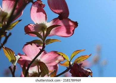 Pink And White Dogwood Blooms After Frost Bite