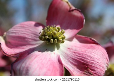 Pink And White Dogwood Flower In The Sun