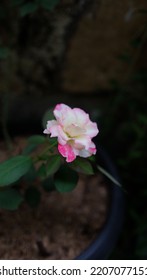 Pink And White Flower In The Big Plant Pot