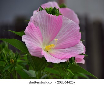 Pink White Flower Luna Hibiscus