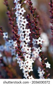 Pink And White Flowers And Buds Of The Australian Native Coast Coral Heath, Epacris Microphylla, Growing In Woodland, Sydney, Australia. Flowers Winter To Summer