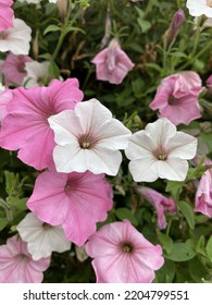 Pink And White Flowers In Cranbrook, BC