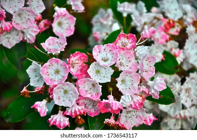 Pink And White Flowers In A Meadow On The Chesapeake And Ohio Canal In Allegany County, Maryland.