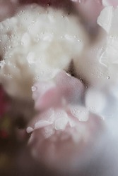 Pink And White Flowers Peonies And Roses With Water Drops Close Up, Matte Translucent Texture Background, Tenderness Natural Wallpaper Of Blooming Flowers