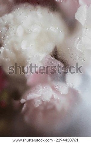 pink and white flowers peonies and roses with water drops close up, matte translucent texture background, tenderness natural wallpaper of blooming flowers