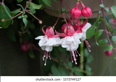 Pink and white fuschias and buds in hanging pot