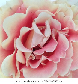 Pink & White Heirloom Rose Closeup