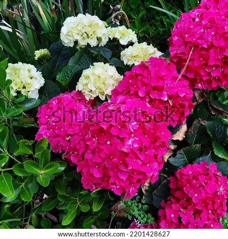 Pink  and white hortensia flowers shape of the heart  ( latin Hydrangea macrophylla pink) is a genus of over 75 species of flowering plants native to Asia and the Americas from family Hydrangeaceae. 