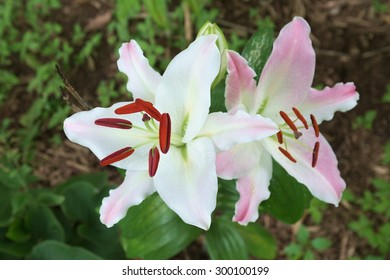 A Pink And White Lily (lillium).