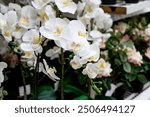 Pink and white orchids in garden shop. Various orchids sold in store. Flowers orchid in a greenhouse, modern business and private entrepreneurship.