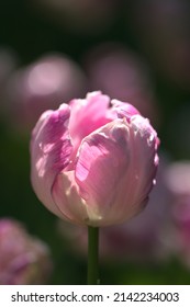 Pink White Parrot Tulip, Ruffled 