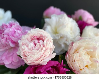 Pink and white peonies on dark background.   Closeup of beautiful Peonie flower. - Shutterstock ID 1758850328