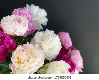 Pink and white peonies on dark background.   Closeup of beautiful Peonie flower. - Shutterstock ID 1758850331