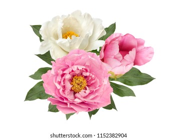 Pink And White Peony Flowers Bouquet Isolated