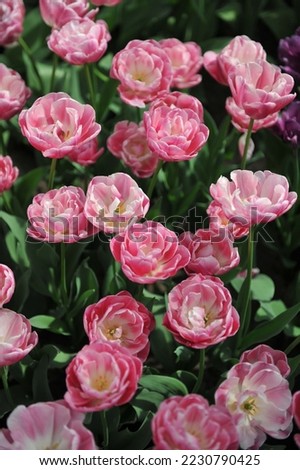 Pink and white peony-flowered Double Late tulips (Tulipa) Vogue bloom in a garden in April