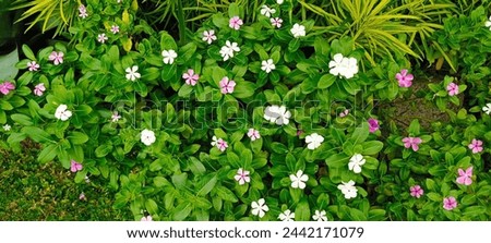 pink and white periwinkle flowers for the background