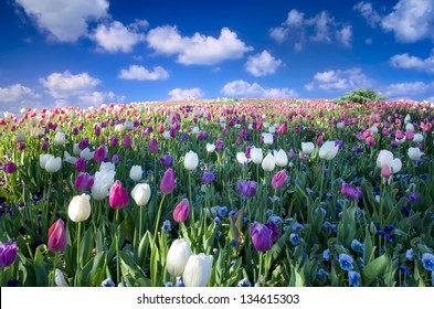 Pink, White, And Purple Tulips In A Large Field