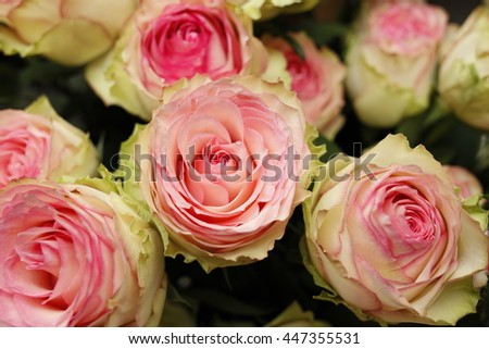 Pink White Rose Bouquet Wallpaper Stock Photo Edit Now 447355531