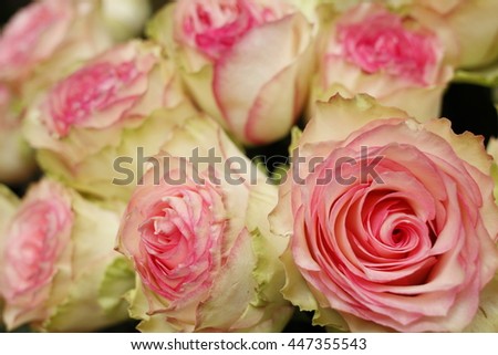 Pink White Rose Bouquet Wallpaper Stock Photo Edit Now 447355543