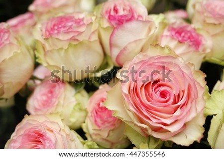 Pink White Rose Bouquet Wallpaper Stock Photo Edit Now 447355546