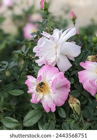 pink and white rose. Its like a tiny, buzzing visitor enjoying the sweet nectar of the flower.  