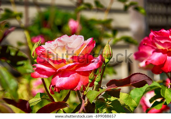 Pink White Rose Seattle Garden Stock Photo Edit Now 699088657