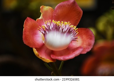 Pink And White Sal Tree Flower