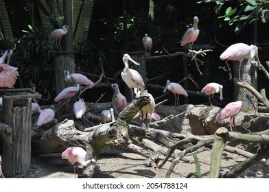 Pink White Spoonbill In A Group