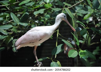 Pink White Spoonbill Side View 