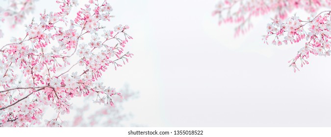 Pink white spring blossom of cherry on white background. Floral frame. Springtime nature background. Template or banner - Shutterstock ID 1355018522