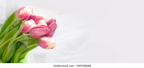 pink and white tulip buds with fresh green leaves in soft light on white background. Holland tulip flowers isolate. Macro banner format