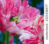 Pink and white Tulips at Butchart Gardens in BC, Canada.