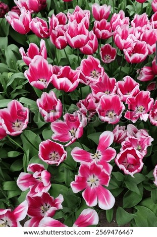 Similar – Image, Stock Photo tulip field Green Red