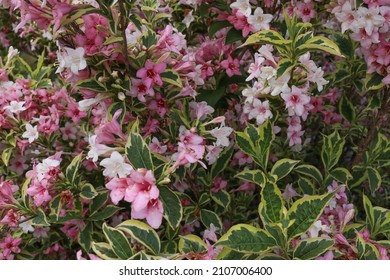 pink and white Weigela flowers with variegated green leaves - Shutterstock ID 2107006400