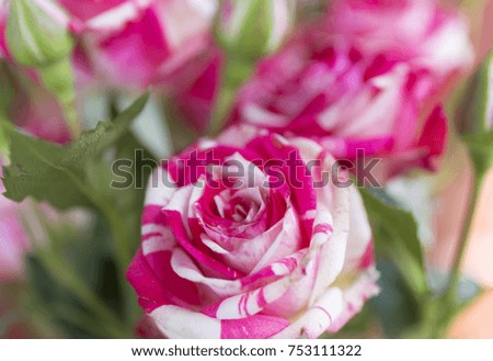 Pink and white wild roses in the garden with blur background