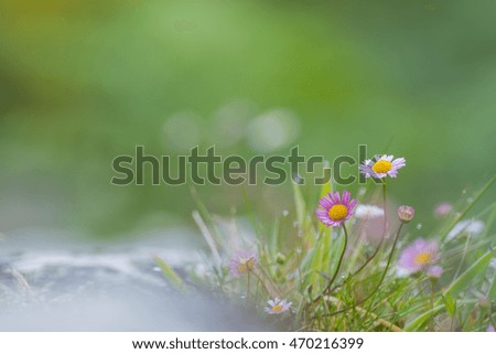 Similar – Image, Stock Photo On the way in the garden IV