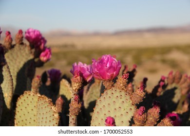 Pink Wild Flower Blooms In Desert Las Vegas