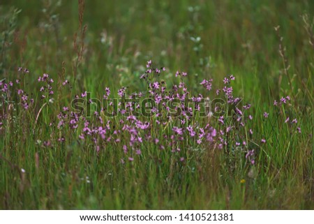 Similar – Image, Stock Photo on a meadow between two trees hangs a red hammock, under it lies a pink air mattress