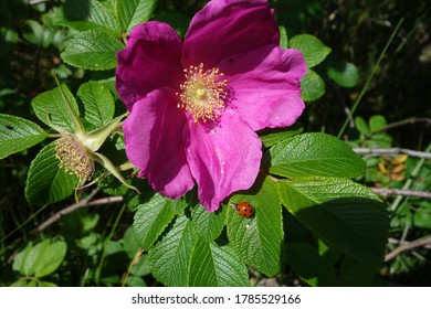 Pink Wild Rose And Ladybird In The Sand Dunes At Southport UK