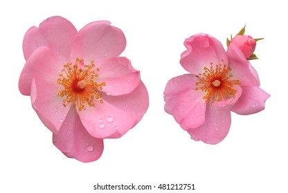 Pink Wild Rose On A White Background. Flowers Of Rose Hips Isolated.