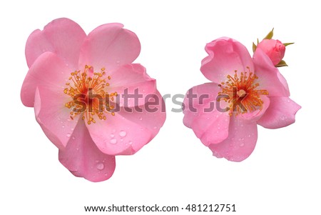 Pink wild rose on a white background. Flowers of rose hips isolated.