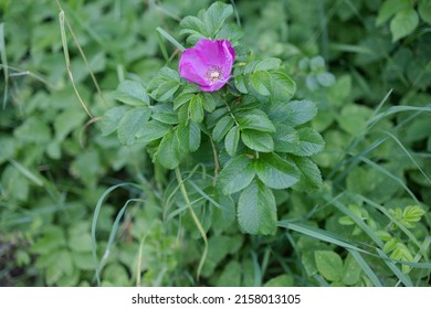 Pink Wild Rosehip Flowers And Young Green Buds 