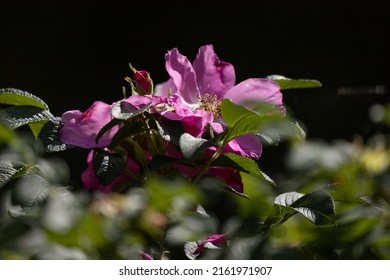 Pink Wild Rosehip Flowers And Young Green Buds 