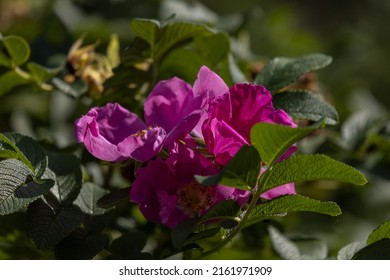 Pink Wild Rosehip Flowers And Young Green Buds 