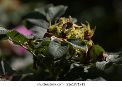 Pink Wild Rosehip Flowers And Young Green Buds 