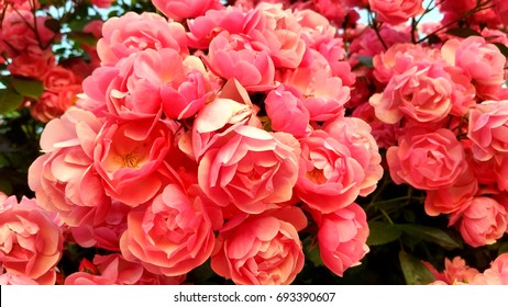 Pink Wild roses