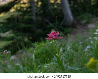 Pink Wildflower In Northern Utah Mountains