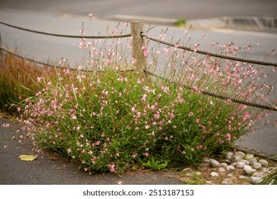 Pink wildflowers bloom beside rustic rope fence along quiet roadside path. - Powered by Shutterstock